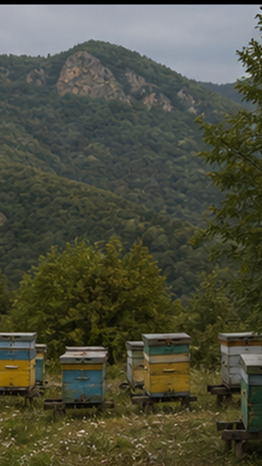 планински пчелин край Родопите без хора